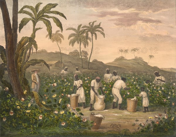 The Processing of Cotton