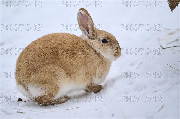 Domestic rabbit