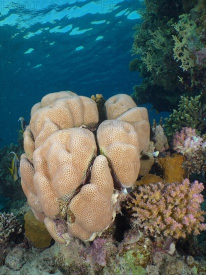 Edwards star coral