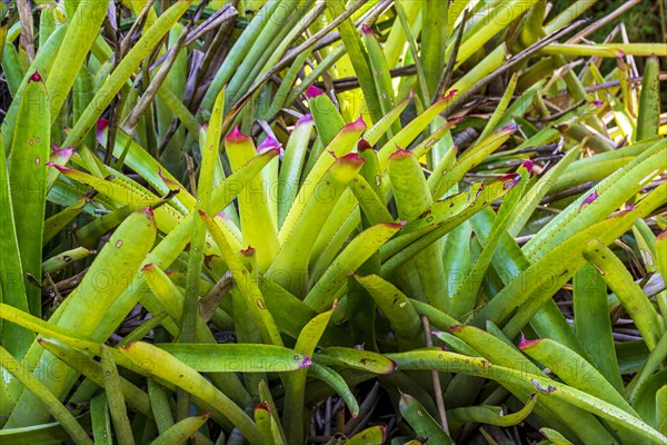 Several bromeliads together in the Brazilian rainforest