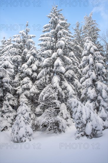 Winter landscape of a forest in the Kalkalpen National Park