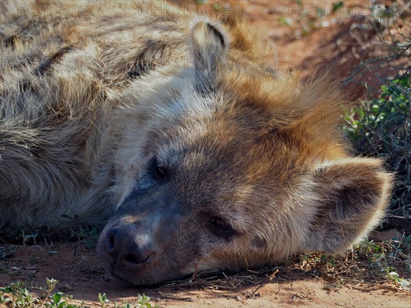 Sleeping spotted hyena