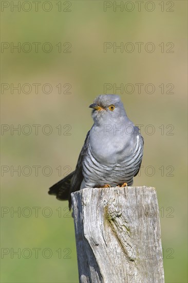 Common cuckoo