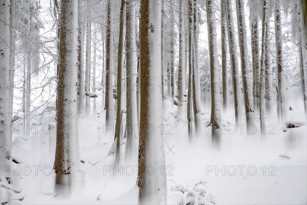 Winter landscape of a forest in the Kalkalpen National Park