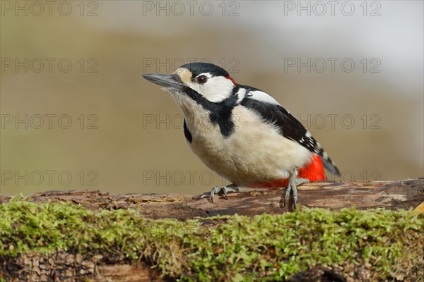 Great spotted woodpecker