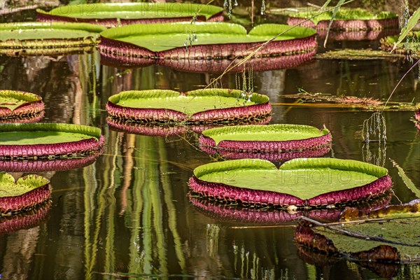 Water Lily typical of the Amazon with its characteristic circular shape floating on the calm waters of a lake