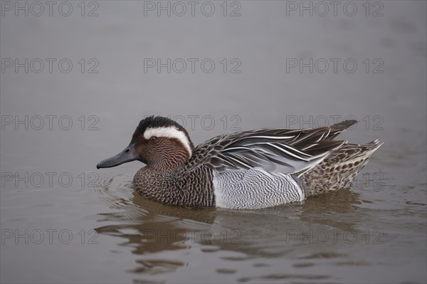 Garganey