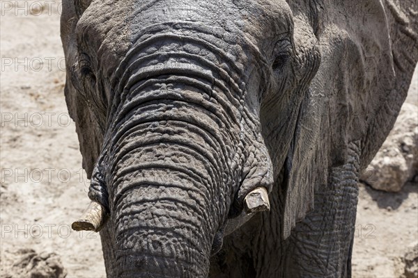 African elephant