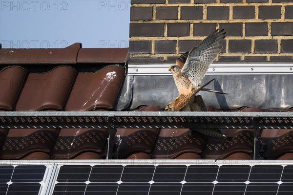 Common kestrels