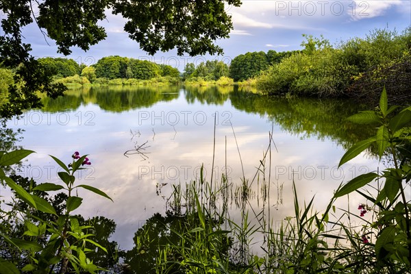 A lake in the Roetelseeweiher bird sanctuary