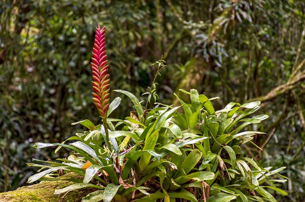 Bromeliad tree trunk with red flower from Brazilian rainforest its natural habitat on Ilhabela Island in Sao Paulo