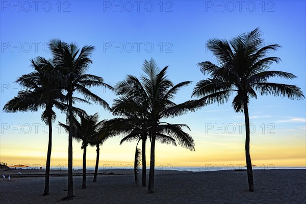 Summer sunset at Ipanema beach with coconuts trees in Rio de Janeiro