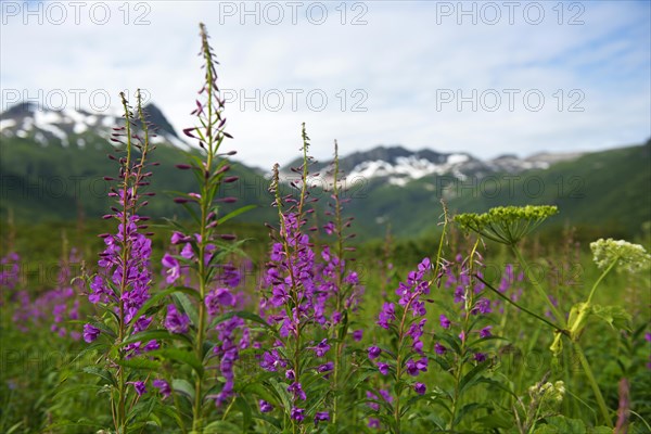 Fireweed