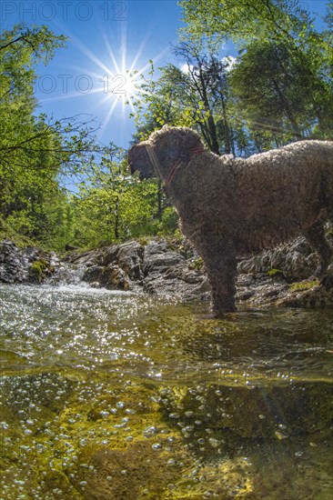 Mountain stream in the Limestone Alps National Park with pet dog Lagotto Romagnolo