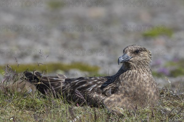 Great skua