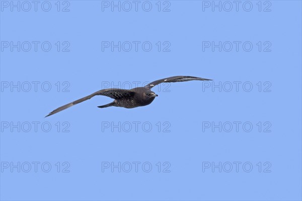 Immature Arctic skua