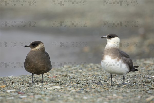 Two Arctic skuas