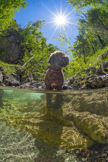 Underwater photo of a mountain stream in the Limestone Alps National Park with domestic dog Lagotto Romagnolo