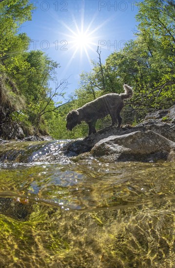 Underwater photo of a mountain stream in the Limestone Alps National Park with domestic dog Lagotto Romagnolo