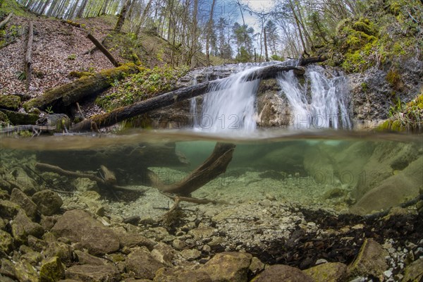 Forest stream with waterfall in the UNESCO World Heritage Beech Forest in the Limestone Alps National Park