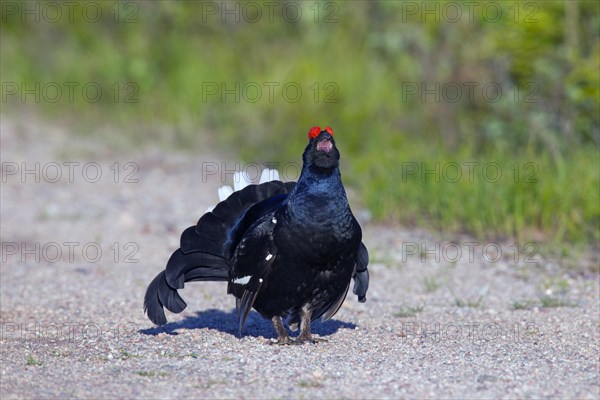 Black grouse