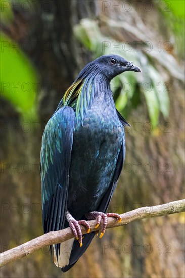 Nicobar pigeon