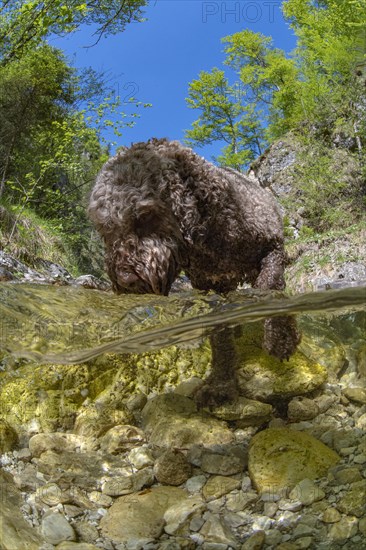 Underwater photo of a mountain stream in the Limestone Alps National Park with domestic dog Lagotto Romagnolo