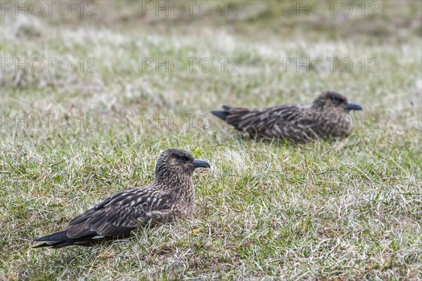 Great skua