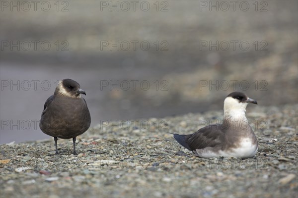 Two Arctic skuas