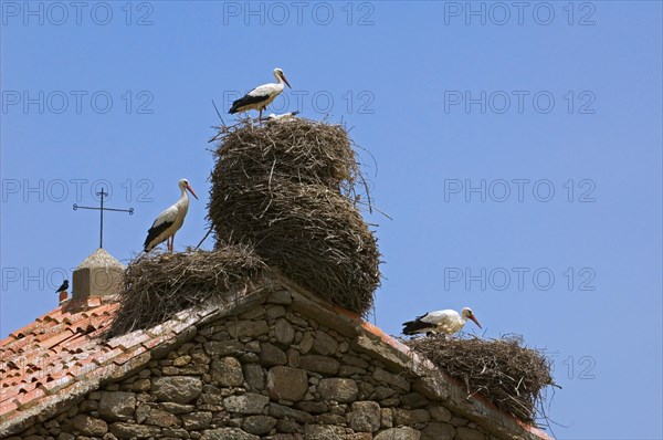 White storks