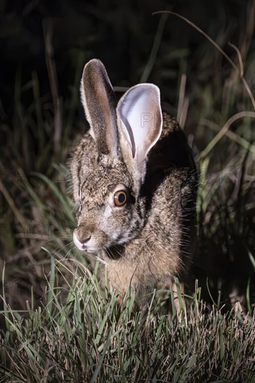 Scrub hare