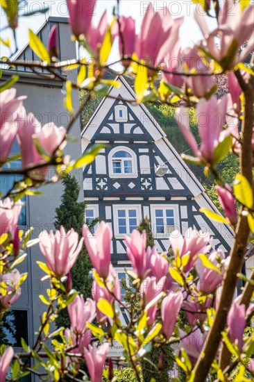 Half-timbered house embraced by spring blossoms of a tree