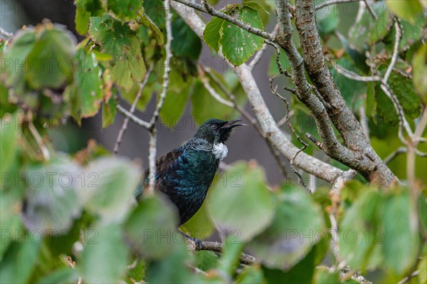 Tui