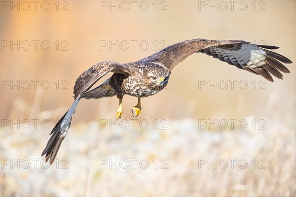 Steppe buzzard