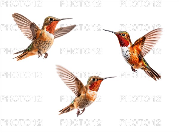 Set of three of the beautiful endangered rufous hummingbird