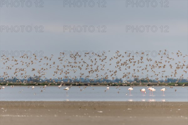 Shorebirds