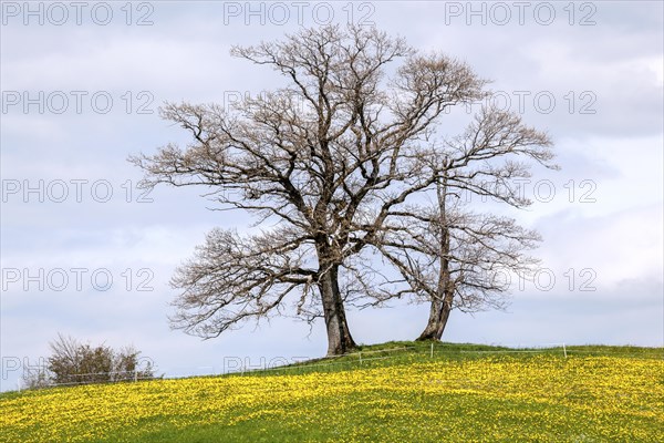 Sycamore maple