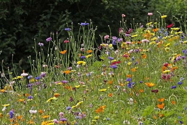 Flower meadow