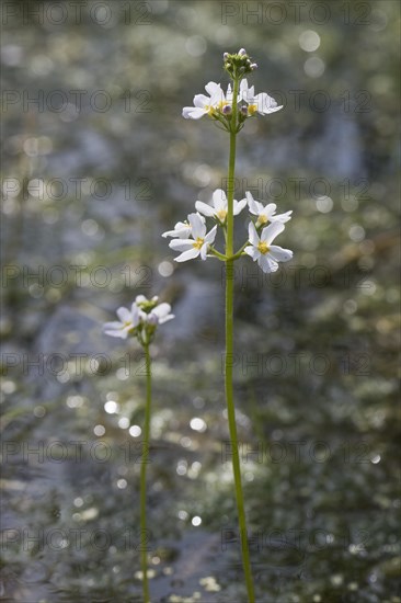 Water violet