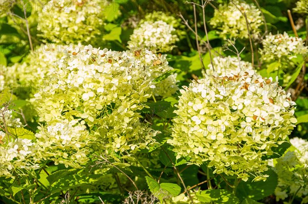 Flowering hydrangea bush in midsummer in a garden