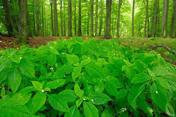 Beech forest in spring