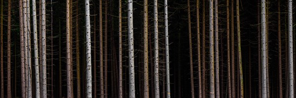 Panorama of trees in front of dark forest
