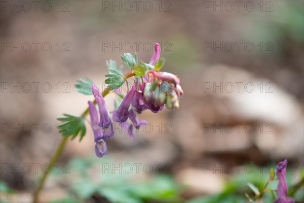 Fingered larkspur