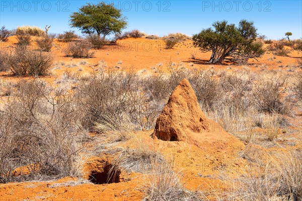 Kalahari