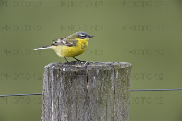 Western yellow wagtail