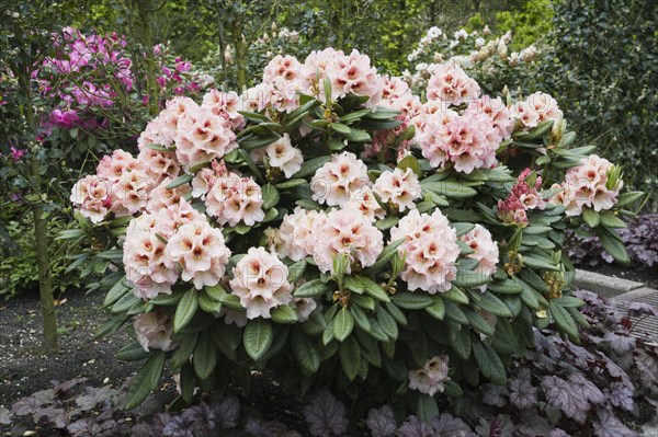 Rhododendron Blossom