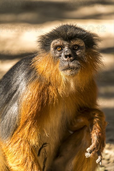 Temminck's red colobus