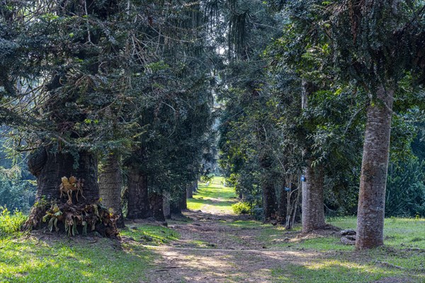 Kisantu botanical gardens