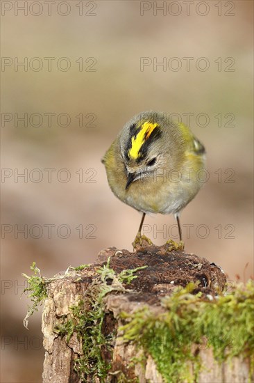 Winter Goldcrest