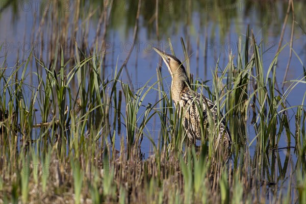 Great bittern